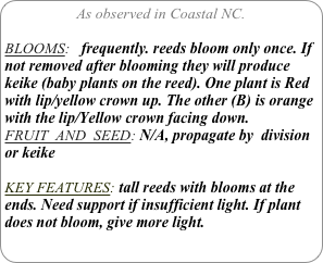 As observed in Coastal NC.

BLOOMS:   frequently. reeds bloom only once. If not removed after blooming they will produce keike (baby plants on the reed). One plant is Red with lip/yellow crown up. The other (B) is orange with the lip/Yellow crown facing down.
FRUIT  AND  SEED: N/A, propagate by  division or keike

KEY FEATURES: tall reeds with blooms at the ends. Need support if insufficient light. If plant does not bloom, give more light.