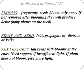 As observed in Coastal NC.

BLOOMS:   frequently. reeds bloom only once. If not removed after blooming they will produce keike (baby plants on the reed)

FRUIT  AND  SEED: N/A, propagate by  division or keike

KEY FEATURES: tall reeds with blooms at the ends. Need support if insufficient light. If plant does not bloom, give more light.