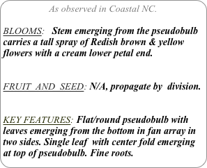 As observed in Coastal NC.

BLOOMS:   Stem emerging from the pseudobulb carries a tall spray of Redish brown & yellow flowers with a cream lower petal end.

FRUIT  AND  SEED: N/A, propagate by  division.


KEY FEATURES: Flat/round pseudobulb with leaves emerging from the bottom in fan array in two sides. Single leaf  with center fold emerging at top of pseudobulb. Fine roots.
