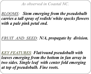 As observed in Coastal NC.

BLOOMS:   Stem emerging from the pseudobulb carries a tall spray of redish/ white specks flowers with a pale pink petal end.

FRUIT  AND  SEED: N/A, propagate by  division.


KEY FEATURES: Flat/round pseudobulb with leaves emerging from the bottom in fan array in two sides. Single leaf  with center fold emerging at top of pseudobulb. Fine roots.