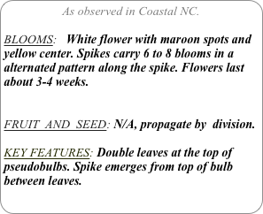 As observed in Coastal NC.

BLOOMS:   White flower with maroon spots and yellow center. Spikes carry 6 to 8 blooms in a alternated pattern along the spike. Flowers last about 3-4 weeks.

FRUIT  AND  SEED: N/A, propagate by  division.

KEY FEATURES: Double leaves at the top of pseudobulbs. Spike emerges from top of bulb between leaves.
