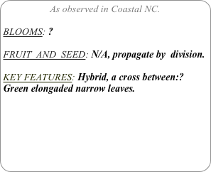 As observed in Coastal NC.

BLOOMS: ?

FRUIT  AND  SEED: N/A, propagate by  division.

KEY FEATURES: Hybrid, a cross between:?
Green elongaded narrow leaves.

