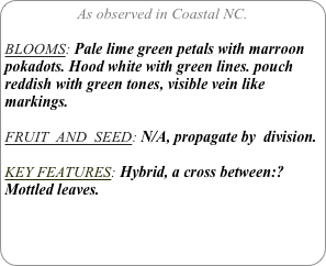 As observed in Coastal NC.

BLOOMS: Pale lime green petals with marroon pokadots. Hood white with green lines. pouch reddish with green tones, visible vein like markings.

FRUIT  AND  SEED: N/A, propagate by  division.

KEY FEATURES: Hybrid, a cross between:?
Mottled leaves.


