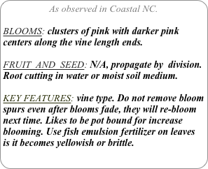 As observed in Coastal NC.

BLOOMS: clusters of pink with darker pink centers along the vine length ends.

FRUIT  AND  SEED: N/A, propagate by  division.
Root cutting in water or moist soil medium.

KEY FEATURES: vine type. Do not remove bloom spurs even after blooms fade, they will re-bloom next time. Likes to be pot bound for increase blooming. Use fish emulsion fertilizer on leaves is it becomes yellowish or brittle.
