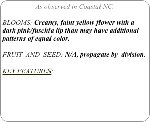 As observed in Coastal NC.

BLOOMS: Creamy, faint yellow flower with a dark pink/fuschia lip than may have additional patterns of equal color.

FRUIT  AND  SEED: N/A, propagate by  division.

KEY FEATURES: 

