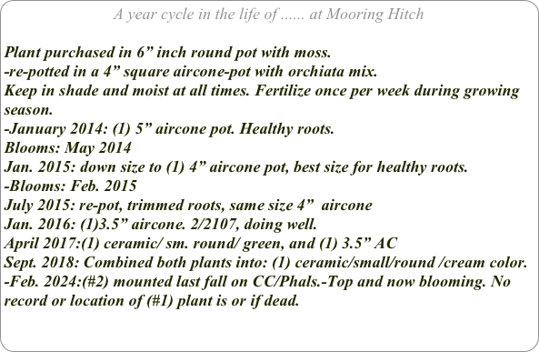 A year cycle in the life of ...... at Mooring Hitch

Plant purchased in 6” inch round pot with moss.
-re-potted in a 4” square aircone-pot with orchiata mix.Keep in shade and moist at all times. Fertilize once per week during growing season.
-January 2014: (1) 5” aircone pot. Healthy roots.
Blooms: May 2014
Jan. 2015: down size to (1) 4” aircone pot, best size for healthy roots.
-Blooms: Feb. 2015
July 2015: re-pot, trimmed roots, same size 4”  aircone
Jan. 2016: (1)3.5” aircone. 2/2107, doing well.
April 2017:(1) ceramic/ sm. round/ green, and (1) 3.5” AC
Sept. 2018: Combined both plants into: (1) ceramic/small/round /cream color.
-Feb. 2024:(#2) mounted last fall on CC/Phals.-Top and now blooming. No record or location of (#1) plant is or if dead.
