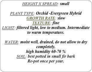 HEIGHT X SPREAD: small

PLANT TYPE: Orchid -Evergreen Hybrid
GROWTH RATE: slow
TEXTURE: fine
LIGHT: filtered light, low to medium. Intermediate to warm temperature.

WATER: moist well, drained, do not allow to dry completely.
high humidity 60-70 %
SOIL: best potted in small fir bark
Re-pot once per year.
