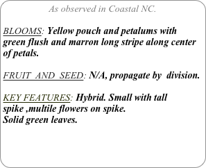 As observed in Coastal NC.

BLOOMS: Yellow pouch and petalums with green flush and marron long stripe along center of petals. 

FRUIT  AND  SEED: N/A, propagate by  division.

KEY FEATURES: Hybrid. Small with tall spike ,multile flowers on spike.
Solid green leaves.

