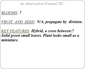 As observed in Coastal NC.

BLOOMS: ?

FRUIT  AND  SEED: N/A, propagate by  division.

KEY FEATURES: Hybrid, a cross between:?
Solid green small leaves. Plant looks small as a miniature.

