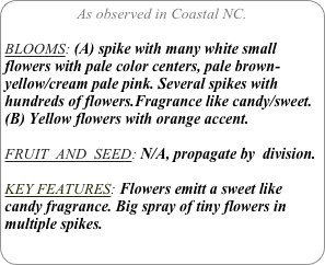 As observed in Coastal NC.

BLOOMS: (A) spike with many white small flowers with pale color centers, pale brown-yellow/cream pale pink. Several spikes with hundreds of flowers.Fragrance like candy/sweet.
(B) Yellow flowers with orange accent.

FRUIT  AND  SEED: N/A, propagate by  division.

KEY FEATURES: Flowers emitt a sweet like candy fragrance. Big spray of tiny flowers in multiple spikes.
