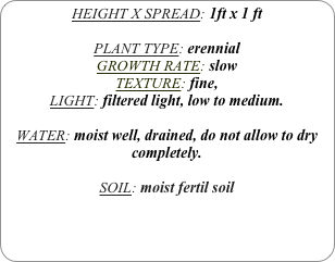HEIGHT X SPREAD: 1ft x 1 ft

PLANT TYPE: erennial
GROWTH RATE: slow
TEXTURE: fine,
LIGHT: filtered light, low to medium.

WATER: moist well, drained, do not allow to dry completely.

SOIL: moist fertil soil
