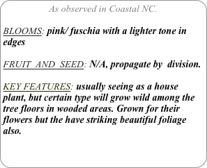 As observed in Coastal NC.

BLOOMS: pink/ fuschia with a lighter tone in edges

FRUIT  AND  SEED: N/A, propagate by  division.

KEY FEATURES: usually seeing as a house plant, but certain type will grow wild among the tree floors in wooded areas. Grown for their flowers but the have striking beautiful foliage also.

