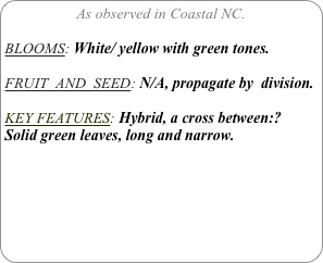 As observed in Coastal NC.

BLOOMS: White/ yellow with green tones.

FRUIT  AND  SEED: N/A, propagate by  division.

KEY FEATURES: Hybrid, a cross between:?
Solid green leaves, long and narrow.

