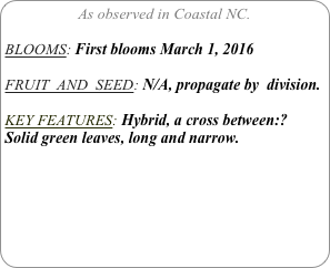 As observed in Coastal NC.

BLOOMS: First blooms March 1, 2016

FRUIT  AND  SEED: N/A, propagate by  division.

KEY FEATURES: Hybrid, a cross between:?
Solid green leaves, long and narrow.


