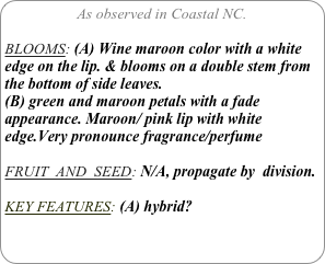 As observed in Coastal NC.

BLOOMS: (A) Wine maroon color with a white edge on the lip. & blooms on a double stem from the bottom of side leaves.
(B) green and maroon petals with a fade appearance. Maroon/ pink lip with white edge.Very pronounce fragrance/perfume

FRUIT  AND  SEED: N/A, propagate by  division.

KEY FEATURES: (A) hybrid?