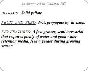 As observed in Coastal NC.

BLOOMS:  Solid yellow.

FRUIT  AND  SEED: N/A, propagate by  division.

KEY FEATURES: A fast grower, semi terrestrial that requires plenty of water and good water retention media. Heavy feeder during growing season.


