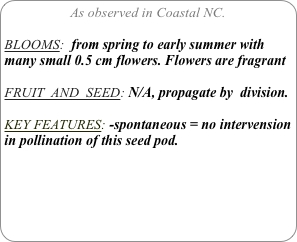 As observed in Coastal NC.

BLOOMS:  from spring to early summer with many small 0.5 cm flowers. Flowers are fragrant

FRUIT  AND  SEED: N/A, propagate by  division.

KEY FEATURES: -spontaneous = no intervension in pollination of this seed pod.


