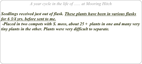 A year cycle in the life of ...... at Mooring Hitch

Seedlings received just out of flask. These plants have been in various flasks for 6 3/4 yrs. before sent to me.
 -Placed in two compots with S. moss, about 25 +  plants in one and many very tiny plants in the other. Plants were very difficult to separate.
