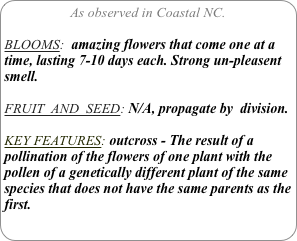 As observed in Coastal NC.

BLOOMS:  amazing flowers that come one at a time, lasting 7-10 days each. Strong un-pleasent smell.

FRUIT  AND  SEED: N/A, propagate by  division.

KEY FEATURES: outcross - The result of a pollination of the flowers of one plant with the pollen of a genetically different plant of the same species that does not have the same parents as the first.