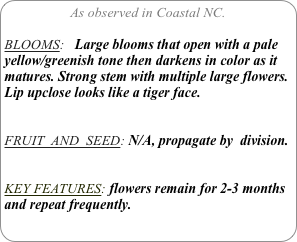 As observed in Coastal NC.

BLOOMS:   Large blooms that open with a pale yellow/greenish tone then darkens in color as it matures. Strong stem with multiple large flowers. 
Lip upclose looks like a tiger face.


FRUIT  AND  SEED: N/A, propagate by  division.


KEY FEATURES: flowers remain for 2-3 months and repeat frequently.