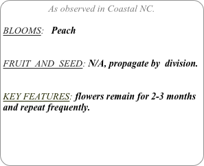 As observed in Coastal NC.

BLOOMS:   Peach


FRUIT  AND  SEED: N/A, propagate by  division.


KEY FEATURES: flowers remain for 2-3 months and repeat frequently.