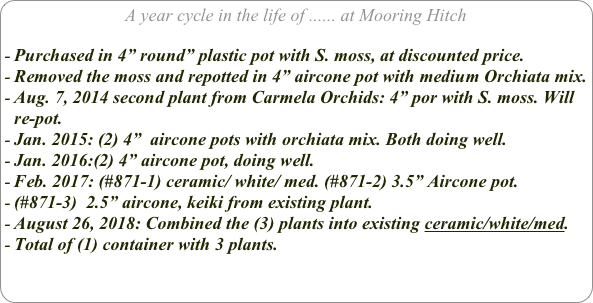 A year cycle in the life of ...... at Mooring Hitch

Purchased in 4” round” plastic pot with S. moss, at discounted price.
Removed the moss and repotted in 4” aircone pot with medium Orchiata mix.
Aug. 7, 2014 second plant from Carmela Orchids: 4” por with S. moss. Will re-pot.
Jan. 2015: (2) 4”  aircone pots with orchiata mix. Both doing well.
Jan. 2016:(2) 4” aircone pot, doing well.
Feb. 2017: (#871-1) ceramic/ white/ med. (#871-2) 3.5” Aircone pot.
(#871-3)  2.5” aircone, keiki from existing plant.
August 26, 2018: Combined the (3) plants into existing ceramic/white/med.
Total of (1) container with 3 plants.