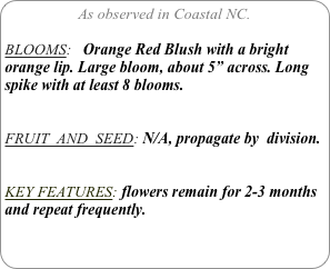 As observed in Coastal NC.

BLOOMS:   Orange Red Blush with a bright orange lip. Large bloom, about 5” across. Long spike with at least 8 blooms.


FRUIT  AND  SEED: N/A, propagate by  division.


KEY FEATURES: flowers remain for 2-3 months and repeat frequently.