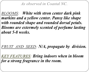 As observed in Coastal NC.

BLOOMS:   White with stron center dark pink markins and a yellow center. Pansy like shape with rounded shape and rounded dorsal petals. Blooms are extermely scented of perfume lasting about 5-8 weeks.


FRUIT  AND  SEED: N/A, propagate by  division.

KEY FEATURES: Bring indoors when in bloom for a strong fragrance in the room.