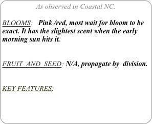 As observed in Coastal NC.

BLOOMS:   Pink /red, most wait for bloom to be exact. It has the slightest scent when the early morning sun hits it.


FRUIT  AND  SEED: N/A, propagate by  division.


KEY FEATURES: 
