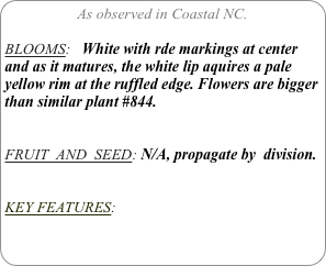 As observed in Coastal NC.

BLOOMS:   White with rde markings at center and as it matures, the white lip aquires a pale yellow rim at the ruffled edge. Flowers are bigger than similar plant #844.


FRUIT  AND  SEED: N/A, propagate by  division.


KEY FEATURES: 
