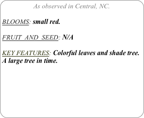 As observed in Central, NC.

BLOOMS: small red.

FRUIT  AND  SEED: N/A

KEY FEATURES: Colorful leaves and shade tree. A large tree in time.
