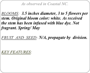 As observed in Coastal NC.

BLOOMS:  3.5 inches diameter, 3 to 5 flowers per stem. Original bloom color: white. As received the stem has been infused with blue dye. Not fragrant. Spring/ May

FRUIT  AND  SEED: N/A, propagate by  division.


KEY FEATURES: 
