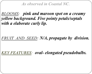 As observed in Coastal NC.

BLOOMS:   pink and maroon spot on a creamy yellow background. Five pointy petals/septals with a elaborate curly lip.


FRUIT  AND  SEED: N/A, propagate by  division.


KEY FEATURES:  oval- elongated pseudobulbs.