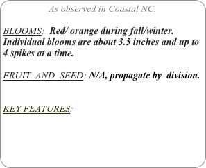 As observed in Coastal NC.

BLOOMS:  Red/ orange during fall/winter. Individual blooms are about 3.5 inches and up to 4 spikes at a time.

FRUIT  AND  SEED: N/A, propagate by  division.


KEY FEATURES: 