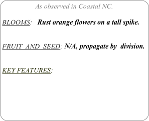 As observed in Coastal NC.

BLOOMS:   Rust orange flowers on a tall spike.


FRUIT  AND  SEED: N/A, propagate by  division.


KEY FEATURES: 