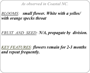 As observed in Coastal NC.

BLOOMS:   small flower. White with a yellos/ with orange specks throat


FRUIT  AND  SEED: N/A, propagate by  division.


KEY FEATURES: flowers remain for 2-3 months and repeat frequently.
