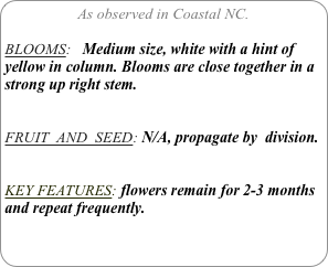 As observed in Coastal NC.

BLOOMS:   Medium size, white with a hint of yellow in column. Blooms are close together in a strong up right stem.


FRUIT  AND  SEED: N/A, propagate by  division.


KEY FEATURES: flowers remain for 2-3 months and repeat frequently.