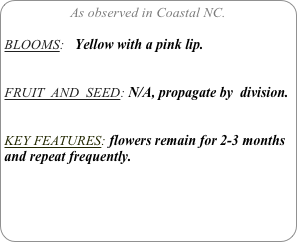 As observed in Coastal NC.

BLOOMS:   Yellow with a pink lip.


FRUIT  AND  SEED: N/A, propagate by  division.


KEY FEATURES: flowers remain for 2-3 months and repeat frequently.