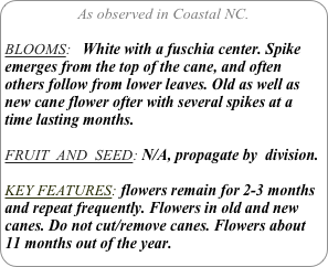 As observed in Coastal NC.

BLOOMS:   White with a fuschia center. Spike emerges from the top of the cane, and often others follow from lower leaves. Old as well as new cane flower ofter with several spikes at a time lasting months.

FRUIT  AND  SEED: N/A, propagate by  division.

KEY FEATURES: flowers remain for 2-3 months and repeat frequently. Flowers in old and new canes. Do not cut/remove canes. Flowers about 11 months out of the year.