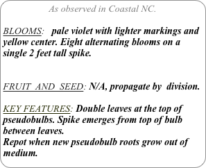 As observed in Coastal NC.

BLOOMS:   pale violet with lighter markings and yellow center. Eight alternating blooms on a single 2 feet tall spike.

FRUIT  AND  SEED: N/A, propagate by  division.

KEY FEATURES: Double leaves at the top of pseudobulbs. Spike emerges from top of bulb between leaves.
Repot when new pseudobulb roots grow out of medium.
