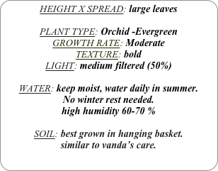 HEIGHT X SPREAD: large leaves

PLANT TYPE: Orchid -Evergreen
GROWTH RATE: Moderate
TEXTURE: bold
LIGHT: medium filtered (50%)

WATER: keep moist, water daily in summer.
No winter rest needed. 
high humidity 60-70 %

SOIL: best grown in hanging basket.
similar to vanda’s care.
