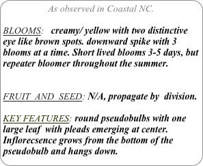 As observed in Coastal NC.

BLOOMS:   creamy/ yellow with two distinctive eye like brown spots. downward spike with 3 blooms at a time. Short lived blooms 3-5 days, but repeater bloomer throughout the summer.

FRUIT  AND  SEED: N/A, propagate by  division.

KEY FEATURES: round pseudobulbs with one large leaf  with pleads emerging at center.
Inflorecsence grows from the bottom of the pseudobulb and hangs down.