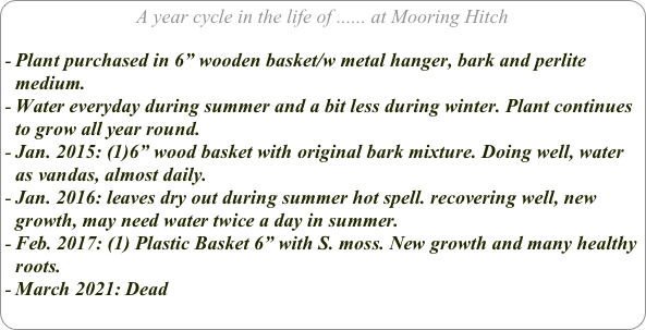 A year cycle in the life of ...... at Mooring Hitch

Plant purchased in 6” wooden basket/w metal hanger, bark and perlite medium.
Water everyday during summer and a bit less during winter. Plant continues to grow all year round.
Jan. 2015: (1)6” wood basket with original bark mixture. Doing well, water as vandas, almost daily.
Jan. 2016: leaves dry out during summer hot spell. recovering well, new growth, may need water twice a day in summer.
Feb. 2017: (1) Plastic Basket 6” with S. moss. New growth and many healthy roots.
March 2021: Dead