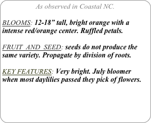 As observed in Coastal NC.

BLOOMS: 12-18” tall, bright orange with a intense red/orange center. Ruffled petals.

FRUIT  AND  SEED: seeds do not produce the same variety. Propagate by division of roots.

KEY FEATURES: Very bright. July bloomer when most daylilies passed they pick of flowers.
