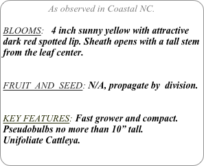 As observed in Coastal NC.

BLOOMS:   4 inch sunny yellow with attractive dark red spotted lip. Sheath opens with a tall stem from the leaf center.


FRUIT  AND  SEED: N/A, propagate by  division.


KEY FEATURES: Fast grower and compact. Pseudobulbs no more than 10” tall. 
Unifoliate Cattleya.
