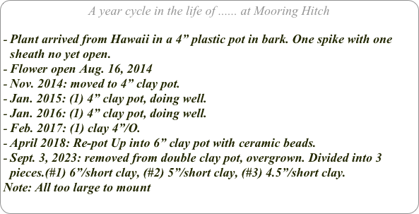 A year cycle in the life of ...... at Mooring Hitch

Plant arrived from Hawaii in a 4” plastic pot in bark. One spike with one sheath no yet open.
Flower open Aug. 16, 2014
Nov. 2014: moved to 4” clay pot.
Jan. 2015: (1) 4” clay pot, doing well.
Jan. 2016: (1) 4” clay pot, doing well.
Feb. 2017: (1) clay 4”/O. 
April 2018: Re-pot Up into 6” clay pot with ceramic beads.
Sept. 3, 2023: removed from double clay pot, overgrown. Divided into 3 pieces.(#1) 6”/short clay, (#2) 5”/short clay, (#3) 4.5”/short clay.
Note: All too large to mount