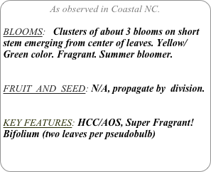 As observed in Coastal NC.

BLOOMS:   Clusters of about 3 blooms on short stem emerging from center of leaves. Yellow/Green color. Fragrant. Summer bloomer.


FRUIT  AND  SEED: N/A, propagate by  division.


KEY FEATURES: HCC/AOS, Super Fragrant!
Bifolium (two leaves per pseudobulb)