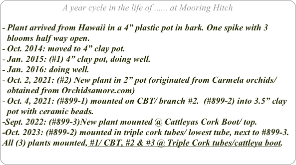 A year cycle in the life of ...... at Mooring Hitch

Plant arrived from Hawaii in a 4” plastic pot in bark. One spike with 3 blooms half way open.
Oct. 2014: moved to 4” clay pot.
Jan. 2015: (#1) 4” clay pot, doing well.
Jan. 2016: doing well.
Oct. 2, 2021: (#2) New plant in 2” pot (originated from Carmela orchids/ obtained from Orchidsamore.com) 
Oct. 4, 2021: (#899-1) mounted on CBT/ branch #2.  (#899-2) into 3.5” clay pot with ceramic beads.
-Sept. 2022: (#899-3)New plant mounted @ Cattleyas Cork Boot/ top.
-Oct. 2023: (#899-2) mounted in triple cork tubes/ lowest tube, next to #899-3.
All (3) plants mounted, #1/ CBT, #2 & #3 @ Triple Cork tubes/cattleya boot.