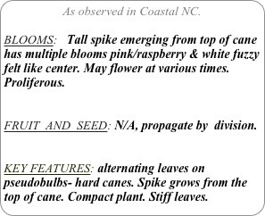 As observed in Coastal NC.

BLOOMS:   Tall spike emerging from top of cane has multiple blooms pink/raspberry & white fuzzy  felt like center. May flower at various times. Proliferous.


FRUIT  AND  SEED: N/A, propagate by  division.


KEY FEATURES: alternating leaves on pseudobulbs- hard canes. Spike grows from the top of cane. Compact plant. Stiff leaves.