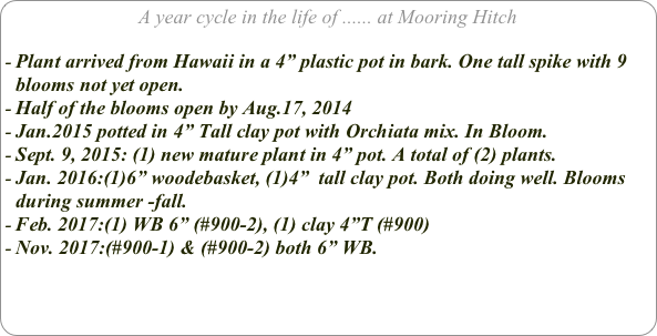 A year cycle in the life of ...... at Mooring Hitch

Plant arrived from Hawaii in a 4” plastic pot in bark. One tall spike with 9 blooms not yet open.
Half of the blooms open by Aug.17, 2014
Jan.2015 potted in 4” Tall clay pot with Orchiata mix. In Bloom.
Sept. 9, 2015: (1) new mature plant in 4” pot. A total of (2) plants.
Jan. 2016:(1)6” woodebasket, (1)4”  tall clay pot. Both doing well. Blooms during summer -fall.
Feb. 2017:(1) WB 6” (#900-2), (1) clay 4”T (#900)
Nov. 2017:(#900-1) & (#900-2) both 6” WB.